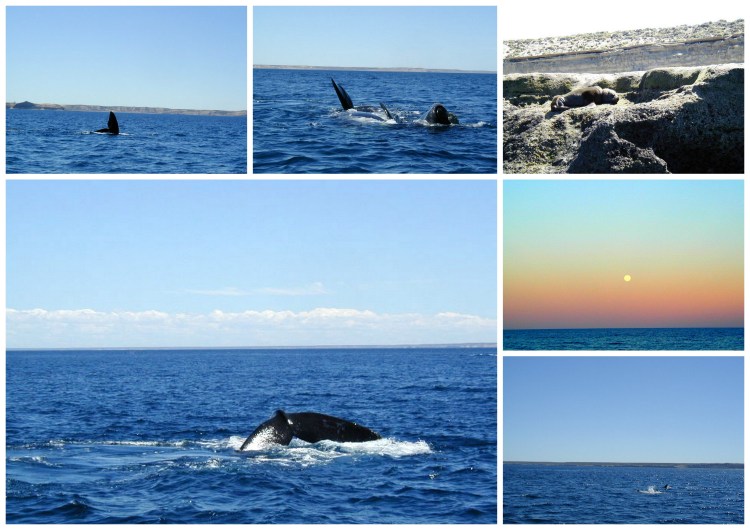 Baleines 2
