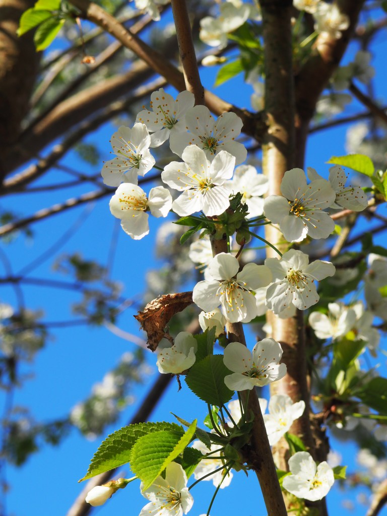 rétro d'avril 2020 : 10 mots \u0026 plus de 30 photos ! – happy virginie, image size:768x1024